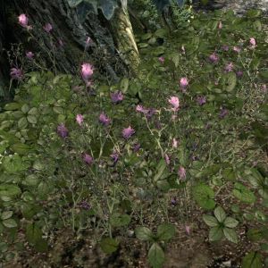 EN-item-Violette Malphasbluete.jpg