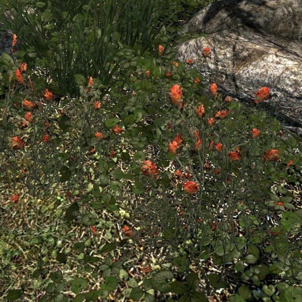 Datei:EN-item-Rote Malphasbluete.jpg