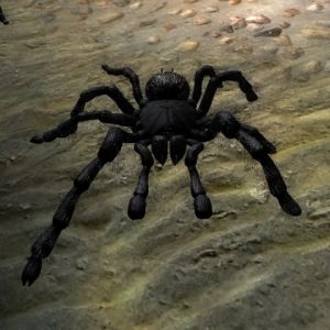 480px-NE-creature-Schwarze Witwe.jpg