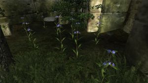 20251122201250!Alkanet.jpg