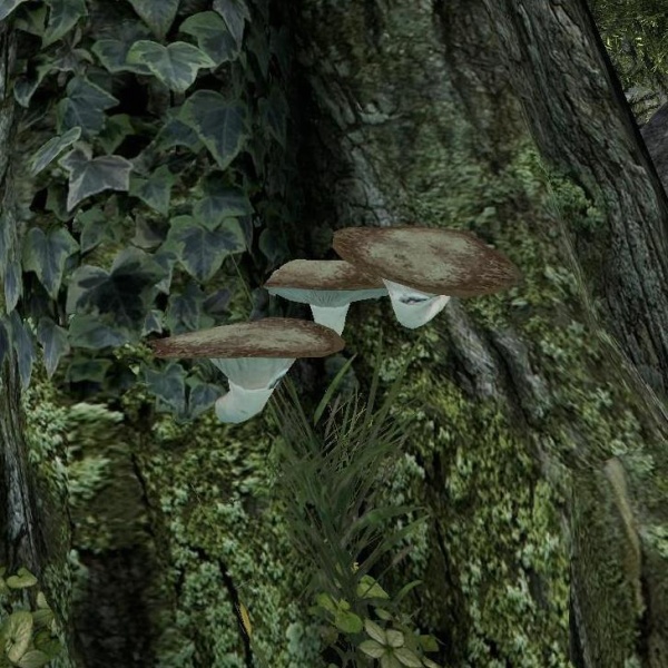 Datei:EN-item-Mora Tapinella.jpg