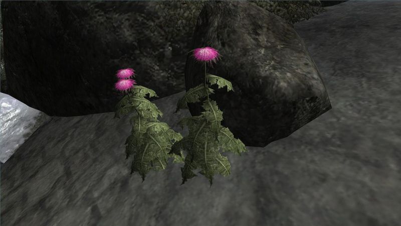 Datei:1280px-Milchdistel frisch.jpg