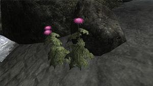 320px-Milchdistel frisch.jpg