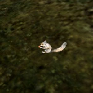 375px-AR-creature-Eichhoernchen.jpg