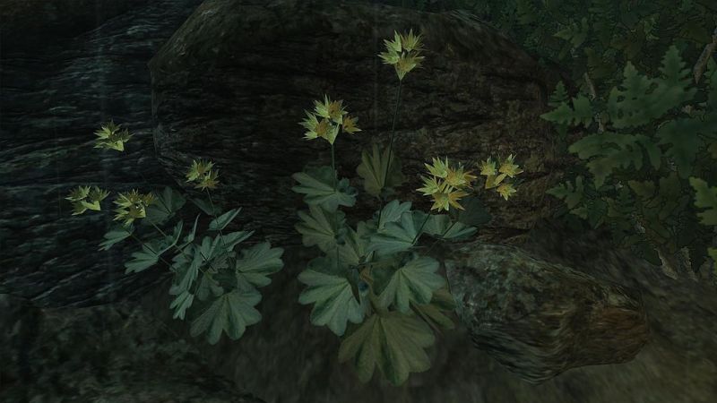 Datei:1024px-Weicher Frauenmantel.jpg