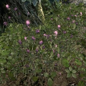 600px-EN-item-Violette Malphasbluete.jpg