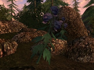 AR-flora-Wolfsfluch.jpg