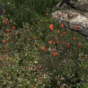 600px-EN-item-Rote Malphasbluete.jpg