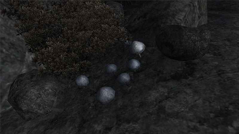 Datei:Violetter Lacktrichterling.jpg