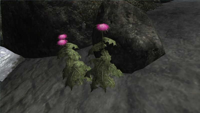 Datei:1200px-Milchdistel frisch.jpg