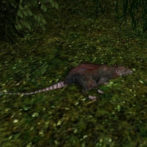 AR-creature-Ratte.jpg