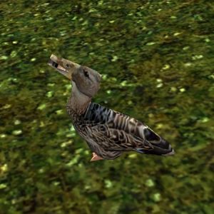 AR-creature-Ente 02.jpg