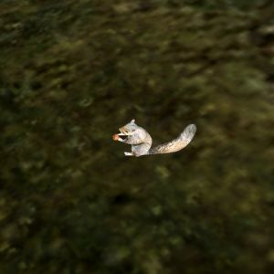 AR-creature-Eichhoernchen.jpg