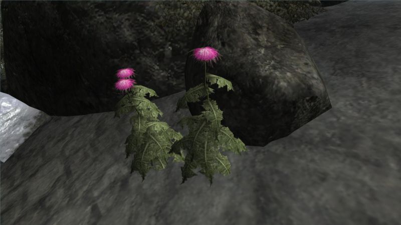 Datei:20251122201300!Milchdistel frisch.jpg